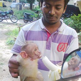 BBMP Forest Cell Volunteers